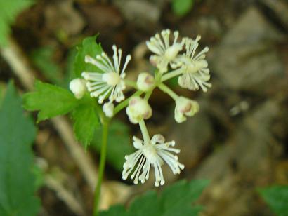 Actaea spicata